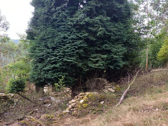 Local Comercial en venta en Pravia, Asturias