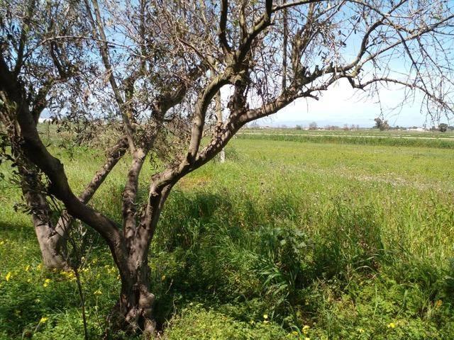 Terreno en venta en el Baix Segura / La Vega Baja, Valencia