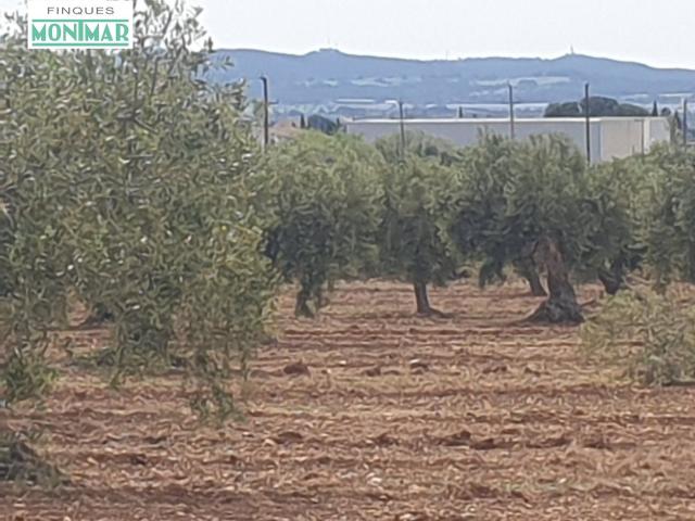 Terreno en venta en Sant Jaume Dels Domenys