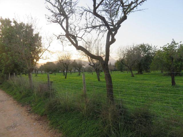 Local Comercial en venta en Raiguer, Baleares