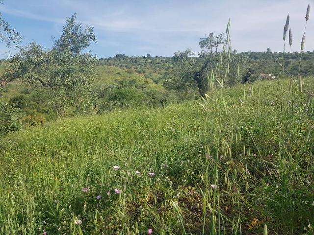 Terreno en venta en Sierra de las Nieves, Andalucía