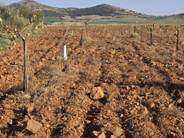 Terreno en venta en Torralba De Calatrava, Castilla-La Mancha