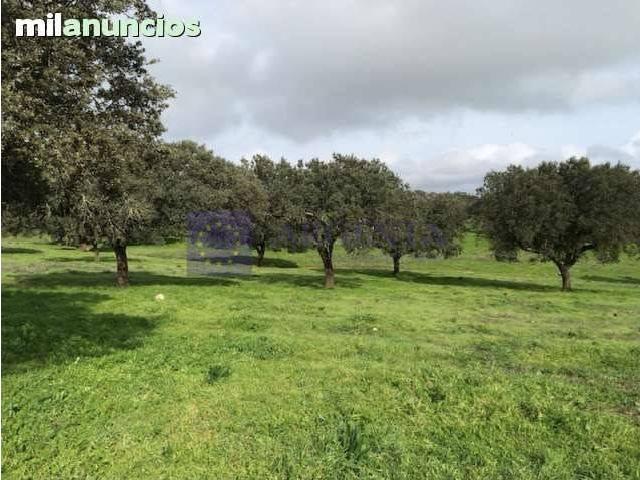 Terreno en venta en Torrejoncillo
