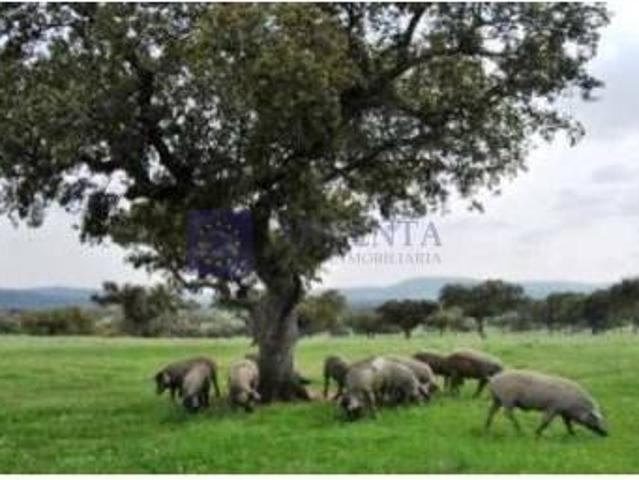 Terreno en venta en Torrejoncillo