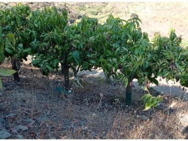 Local Comercial en venta en Castillo Bajo-Conejito, La Axarquía