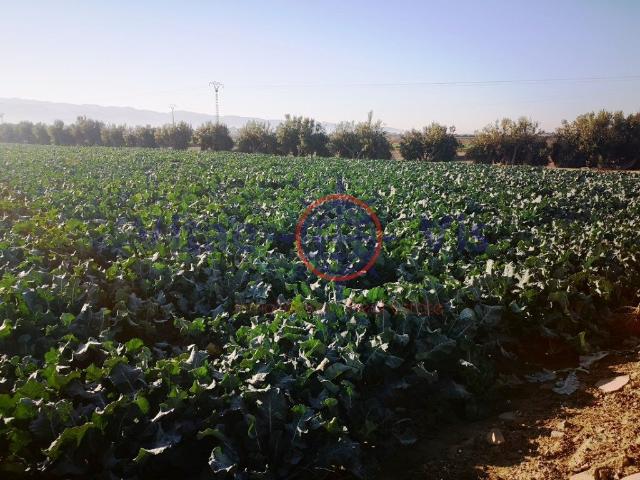 Villa en venta en Totana, Mortí Bajo