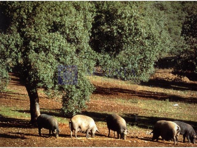 Terreno en venta en Valencia De Alcántara
