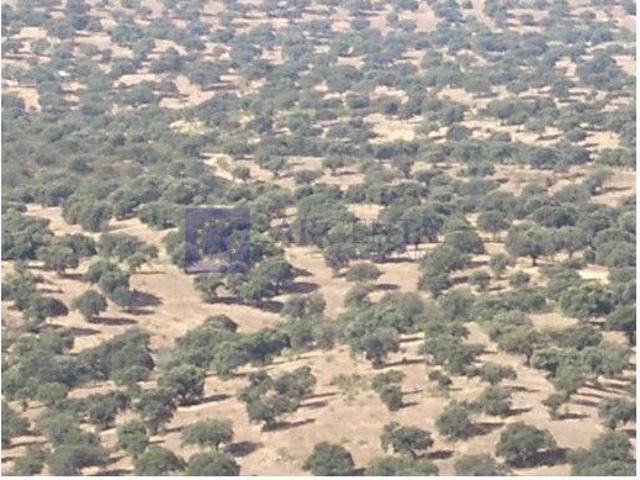 Terreno en venta en Valencia De Alcántara