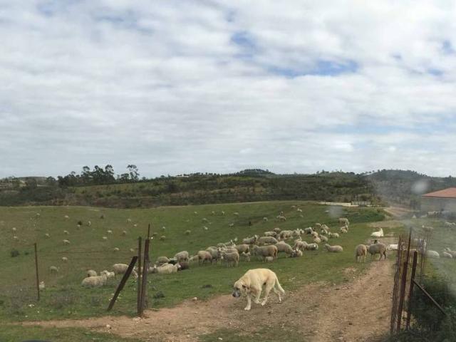 Terreno en venta en El Andévalo, Andalucía
