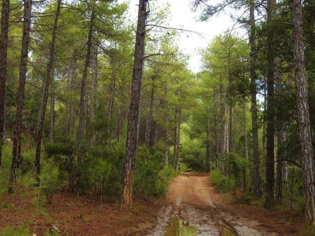Terreno en venta en Villar De Olalla