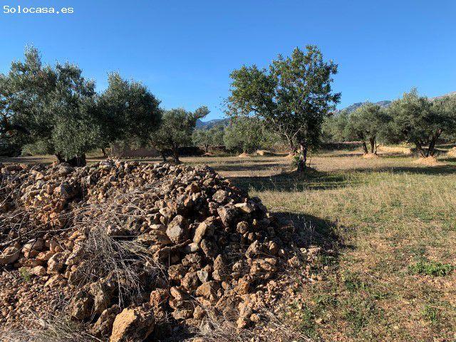 Local Comercial en venta en Xerta, Tarragona