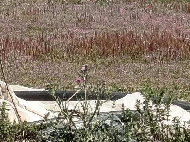 Terreno en venta en Villamanrique De La Condesa, Andalucía