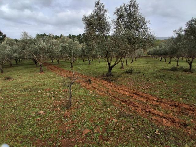 Terreno en venta en Gata, Extremadura