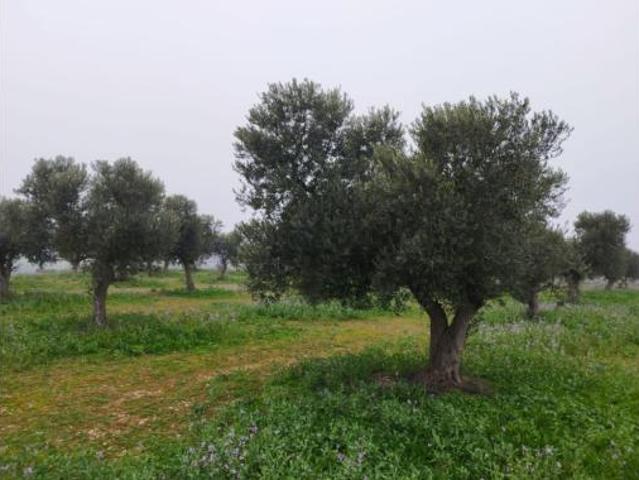 Terreno en venta en Aitona, Lleida