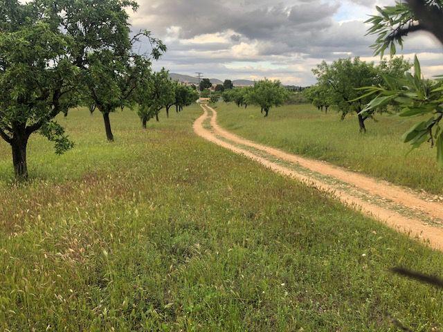 Terreno en venta en Hellín, Castilla-La Mancha