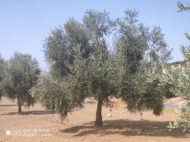 Terreno en venta en Baena, Córdoba