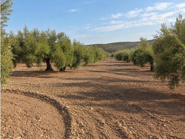 Terreno en venta en Baena, Córdoba
