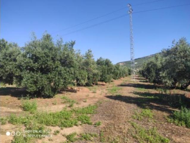 Terreno en venta en Baena, Córdoba