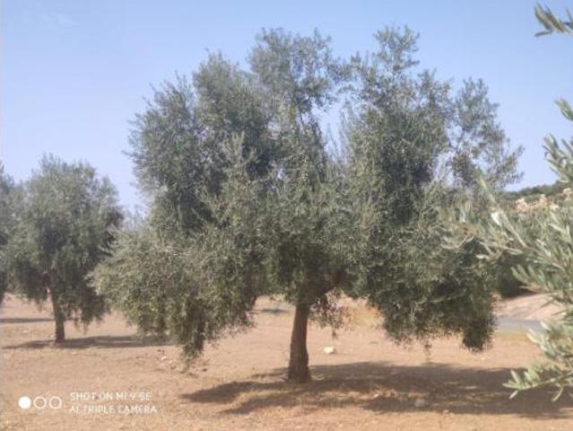 Terreno en venta en Baena, Córdoba