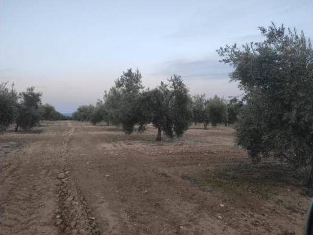 Terreno en venta en Baena, Córdoba