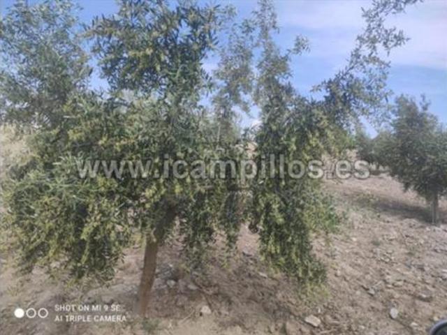 Terreno en venta en Baena, Córdoba