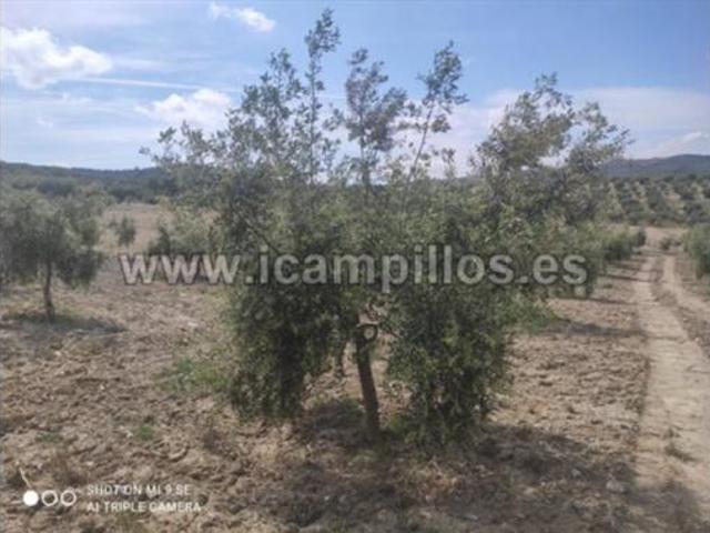 Terreno en venta en Baena, Córdoba
