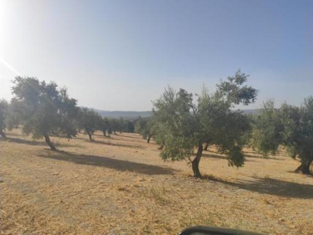 Terreno en venta en Baena, Córdoba
