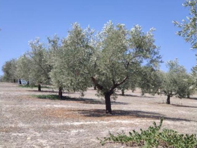 Terreno en venta en Baena, Córdoba
