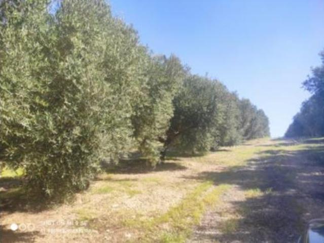Terreno en venta en Baena, Córdoba