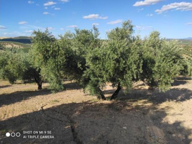 Terreno en venta en Albendín, Baena