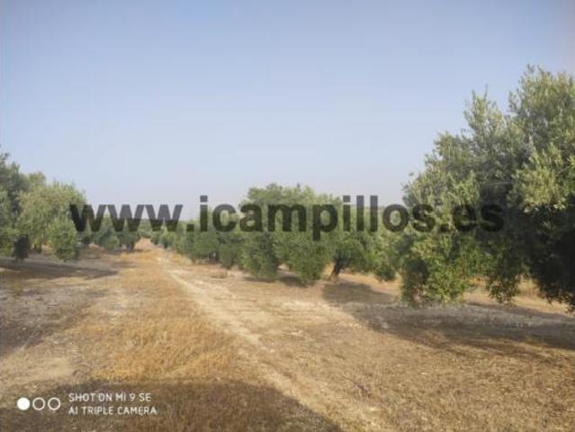 Terreno en venta en Baena, Córdoba