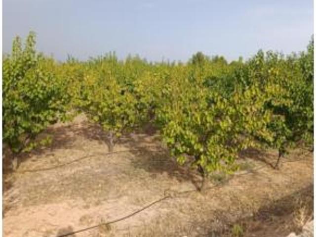 Terreno en venta en Cehegín, Región de Murcia