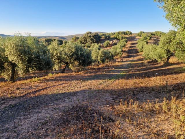 Terreno en venta en Torre Del Campo, Andalucía