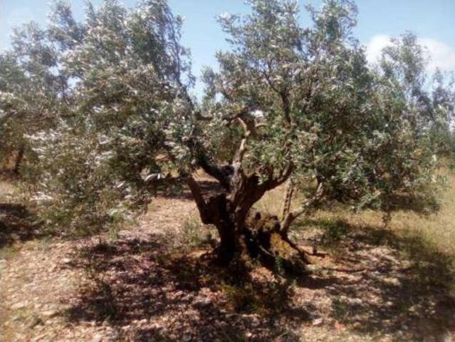 Terreno en venta en Jódar, Jaén