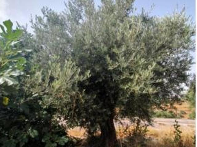 Terreno en venta en Barrio Hondillo, Lanjarón