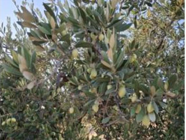 Terreno en venta en Luque, Córdoba