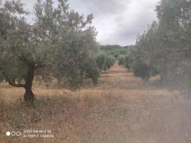 Terreno en venta en Luque, Córdoba