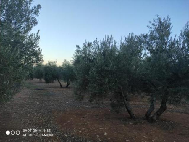 Terreno en venta en Luque, Córdoba