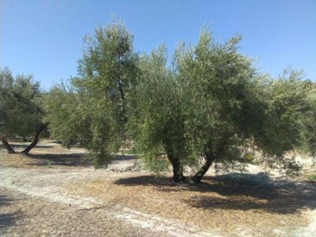 Terreno en venta en Luque, Córdoba