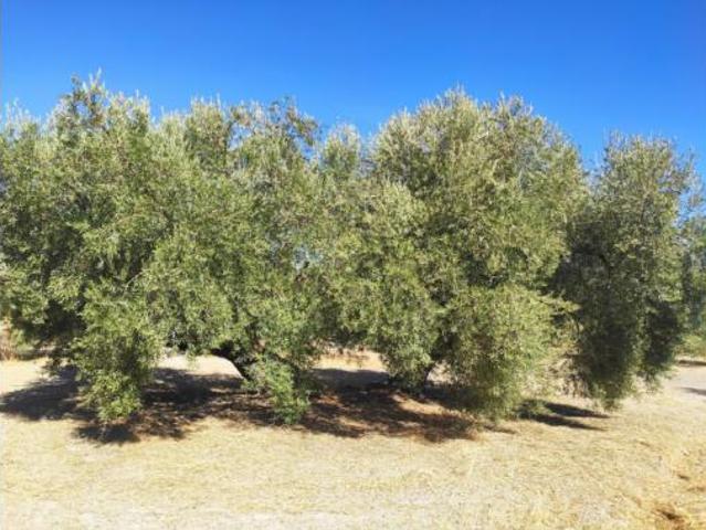 Terreno en venta en Luque, Córdoba