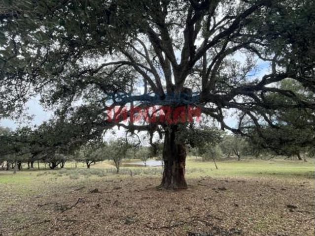 Terreno en venta en Majadas, Cáceres
