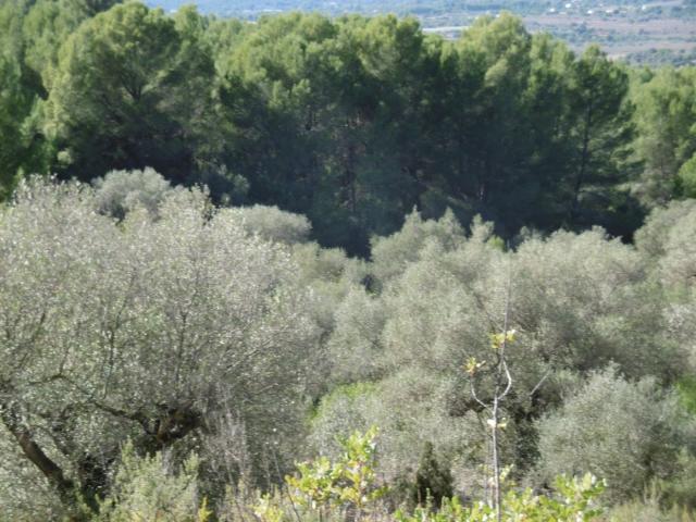 Terreno en venta en Vall D'alba, Valencia