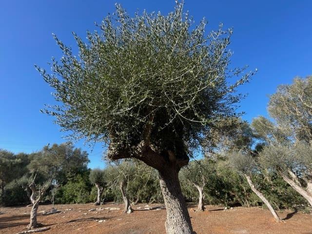 Casa Rural en venta en Migjorn, Baleares
