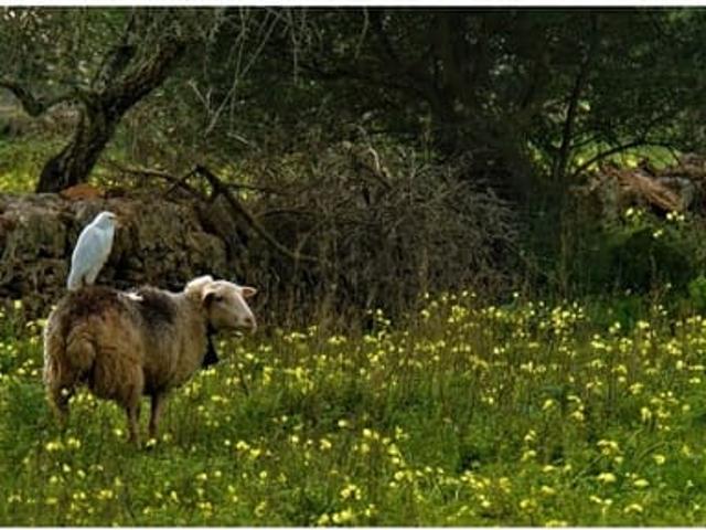 Casa Rural en venta en Pla de Mallorca, Baleares