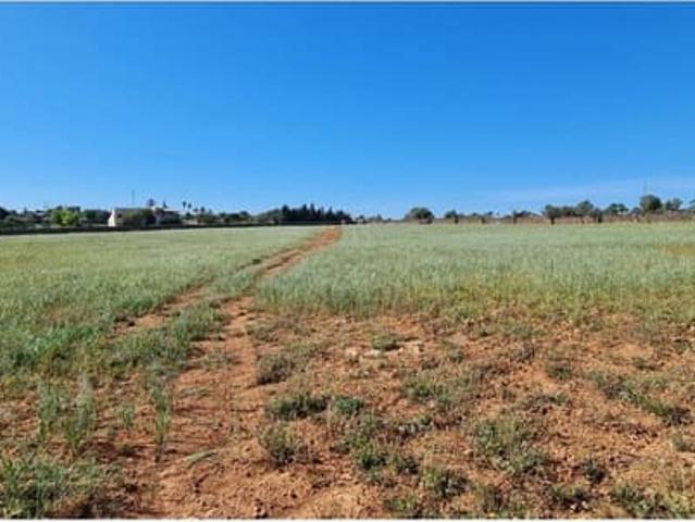 Terreno en venta en Santa Margalida