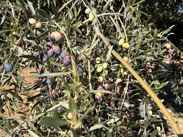 Casa Rural en venta en Baix Ebre, Catalunya