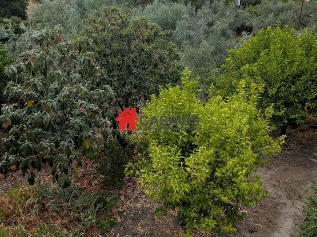 Terreno venda em Nelas, Viseu