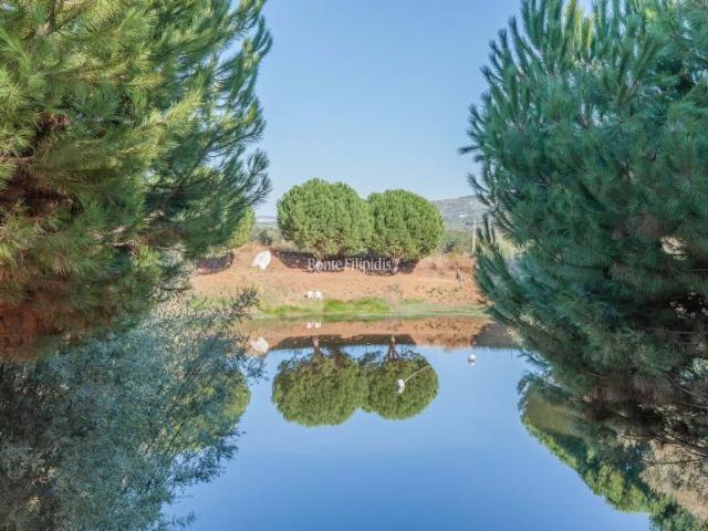 Terreno venda em Castelo Branco