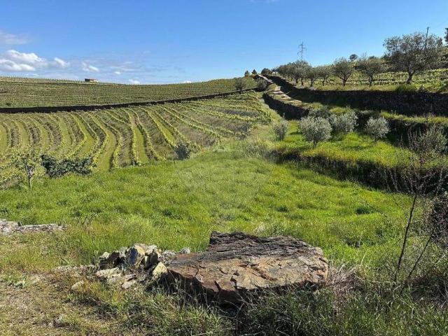 Terreno venda em Nagoselo Do Douro, Viseu