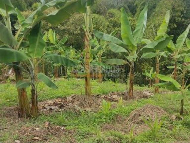Fincas y Casas Campestres, Venta, Guacarí